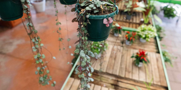 Ceropegia woodii et feng shui : harmoniser votre intérieur avec la Chaîne des Cœurs