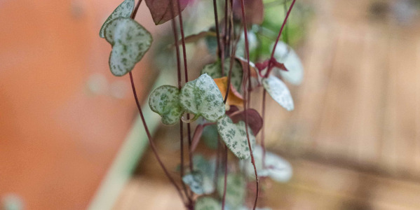 Ceropegia woodii pour petits espaces : une plante suspendue idéale