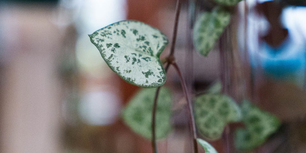 Maladies et problèmes fréquents de la Ceropegia woodii