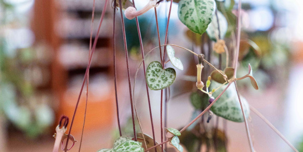 Multiplication de la Ceropegia woodii : boutures et rejets
