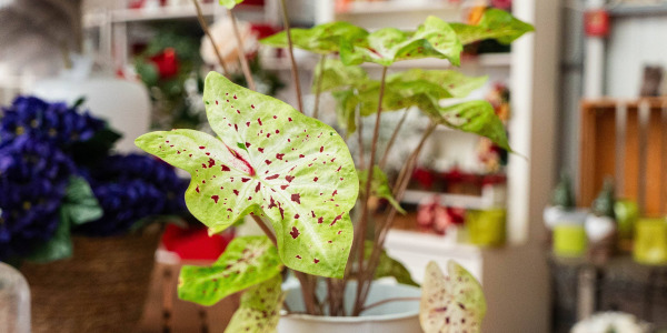 Caladium bicolor – Ailes d’anges : la plante tropicale qui illumine votre intérieur