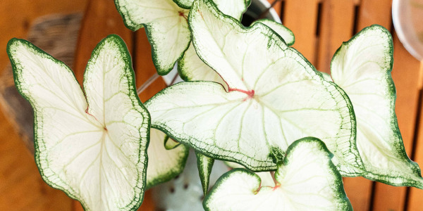 Entretien du Caladium bicolor – Ailes d’anges : guide complet pour des feuilles éclatantes