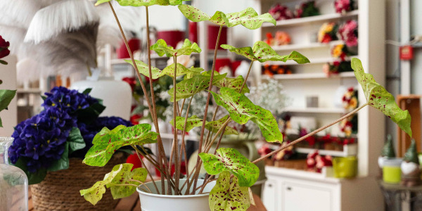 Caladium bicolor – Ailes d’anges : une touche tropicale pour votre décoration intérieure
