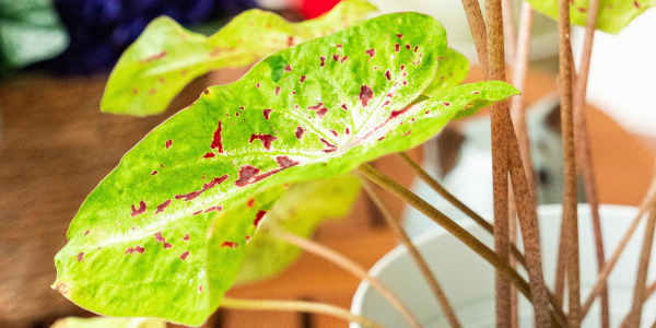 Les erreurs à éviter avec le Caladium bicolor – Ailes d’anges