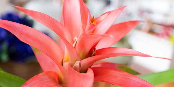 Bromelia : la plante tropicale tendance qui transforme votre intérieur