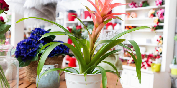 Bromelia : astuces déco pour un intérieur tropical chic