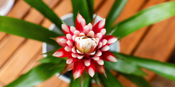 Bromelia : entretien facile pour des feuilles éclatantes et une floraison durable