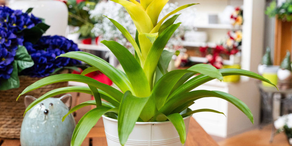 Les erreurs à éviter avec le Bromelia pour une plante toujours éclatante