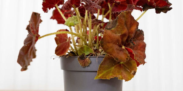 Begonia rex : la star du feuillage coloré pour un intérieur moderne