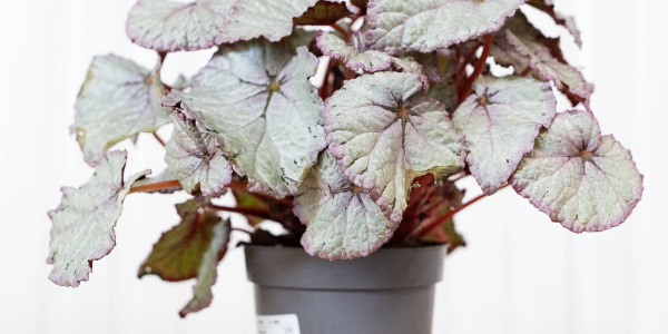 Comment mettre en valeur votre Begonia rex dans votre déco tendance