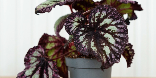Begonia rex : conseils simples pour un feuillage éclatant toute l’année