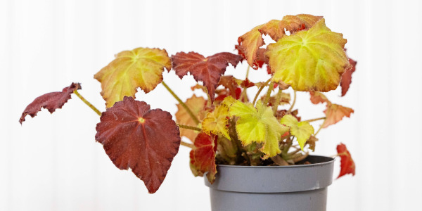 Begonia rex : les erreurs à éviter pour garder un feuillage spectaculaire