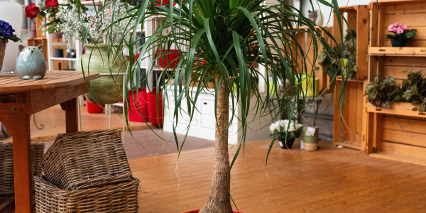 Beaucarnea recurvata ‘Nolina’ : le Pied d’Éléphant, une plante iconique pour votre intérieur