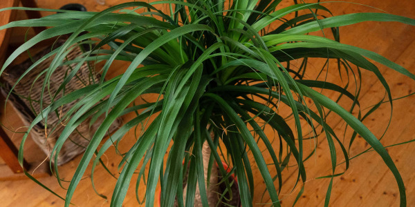 Entretien du Beaucarnea recurvata ‘Nolina’ pour une plante toujours splendide