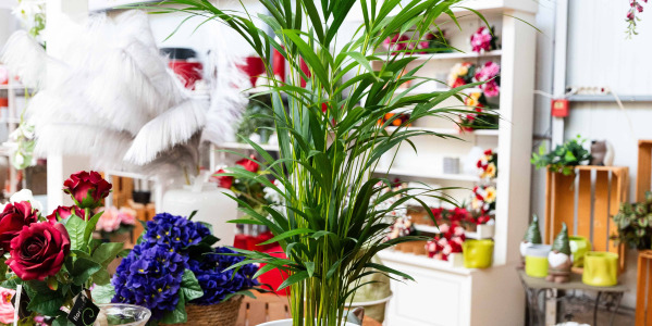 Décorez votre maison avec l’Areca lutescens : astuces pour un style tropical moderne