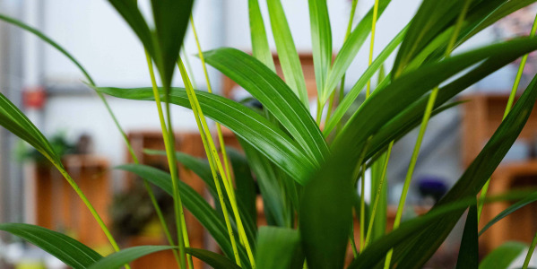 Areca lutescens : guide d’entretien pour un feuillage luxuriant toute l’année