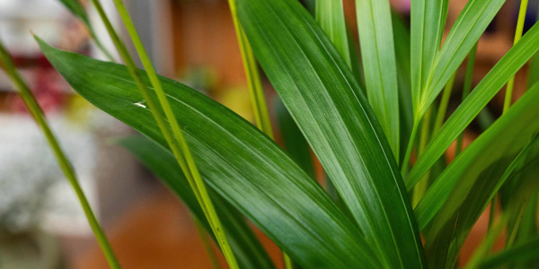 Areca lutescens : les erreurs à éviter pour un Palmier Multipliant sain et élégant