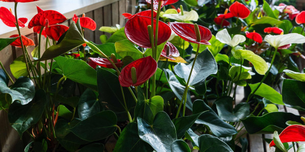 Anthurium : la plante tropicale qui illumine votre intérieur