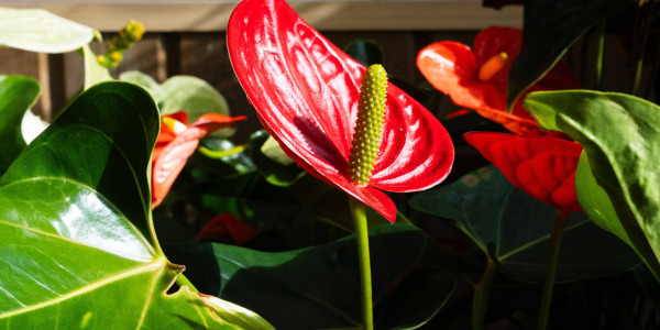 Anthurium : astuces déco pour sublimer ses fleurs et son feuillage