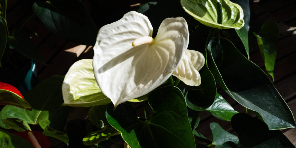 Les erreurs à éviter avec l’Anthurium pour un feuillage et des fleurs toujours parfaits
