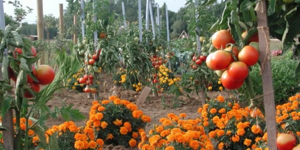 Tout savoir sur la gestion des tomates