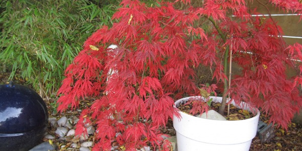 Acer Palmatum – Erable du Japon