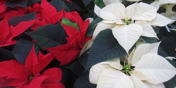 Un point c’est tout, un Poinsettia…