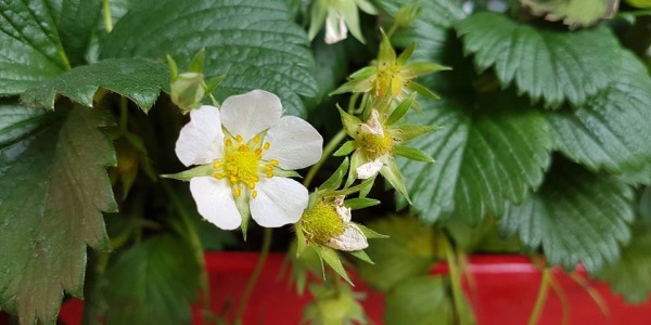 Un fraisier, des fraises