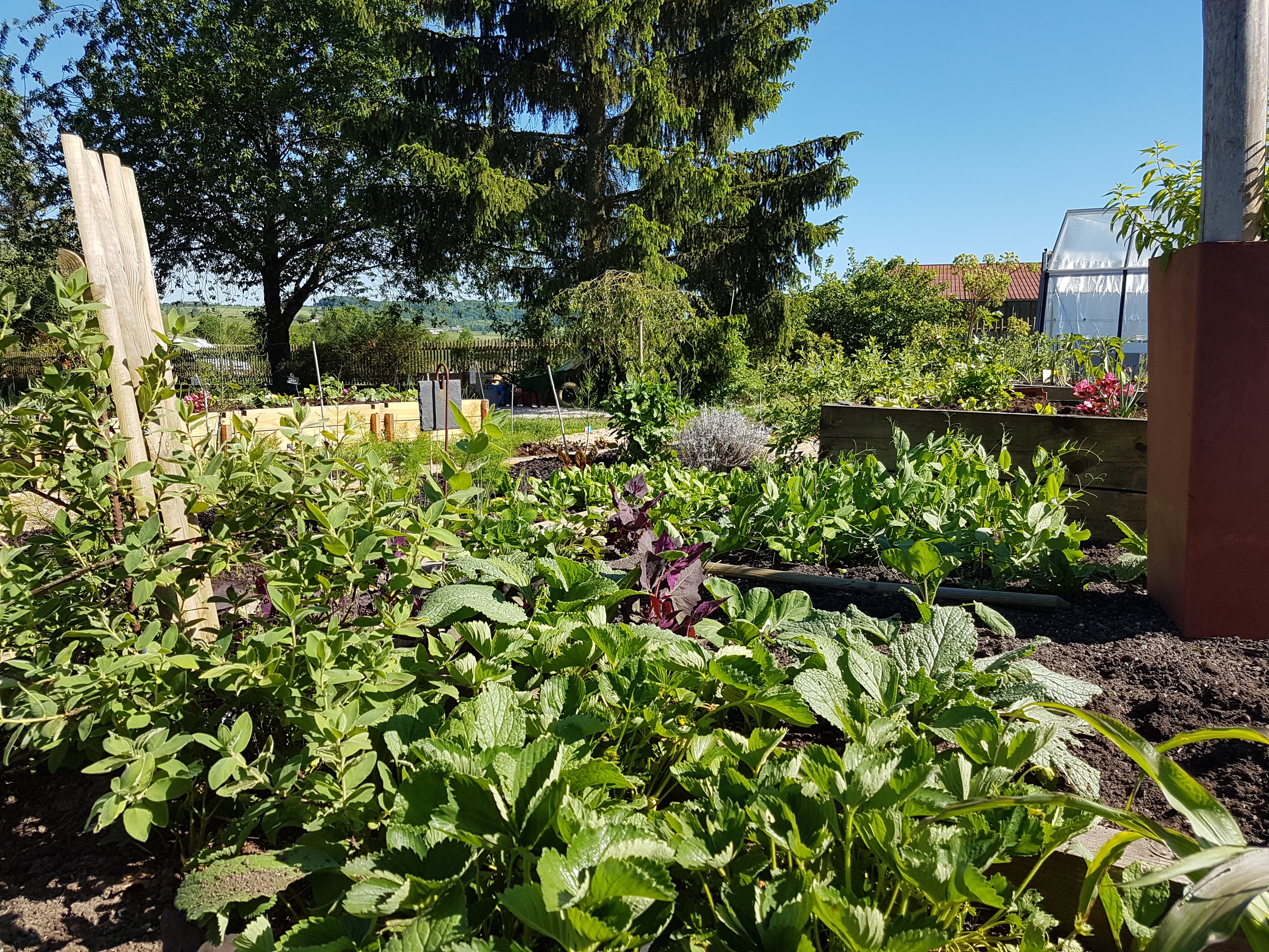 Légumes d'Antan