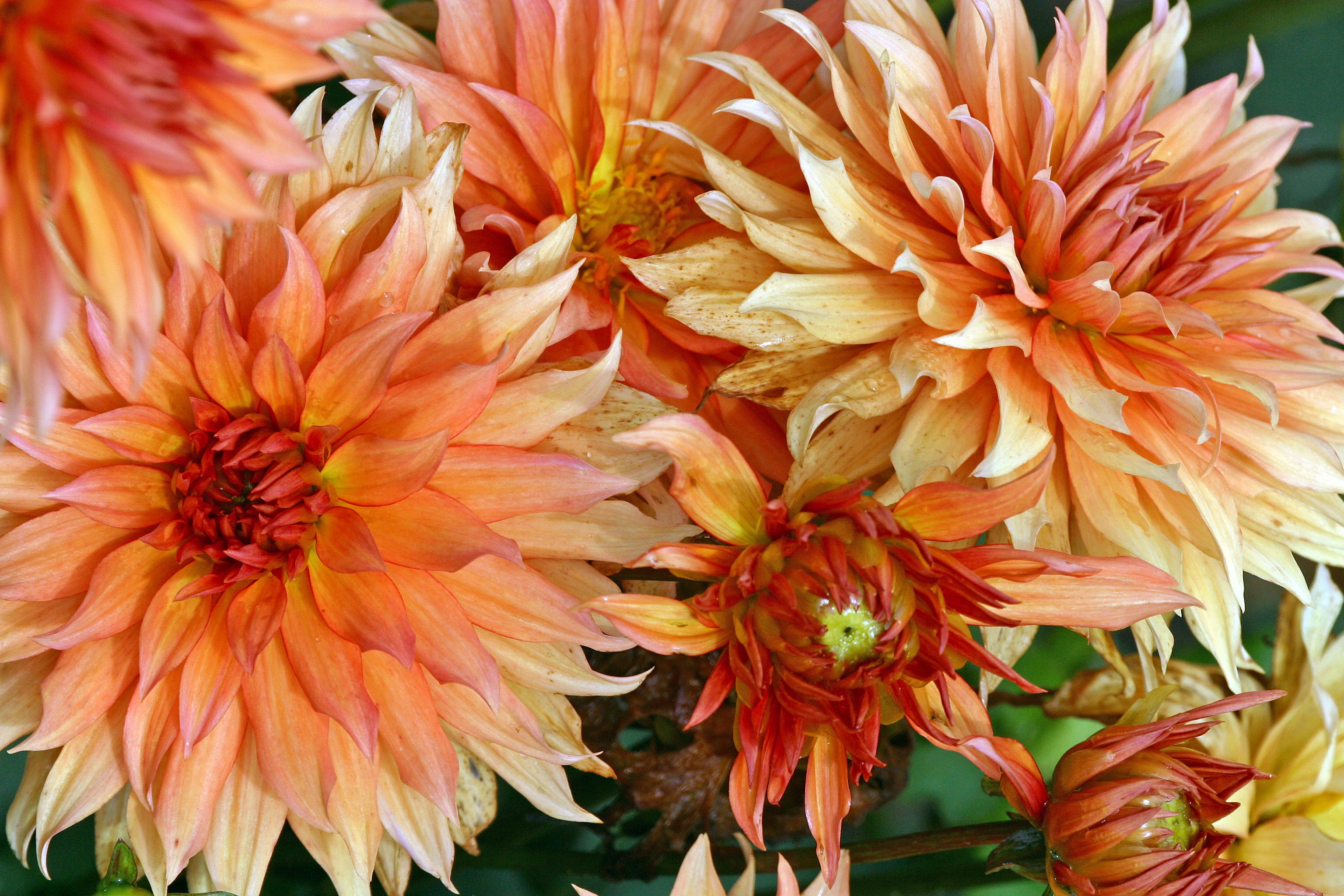 Les fleurs utiles du potager