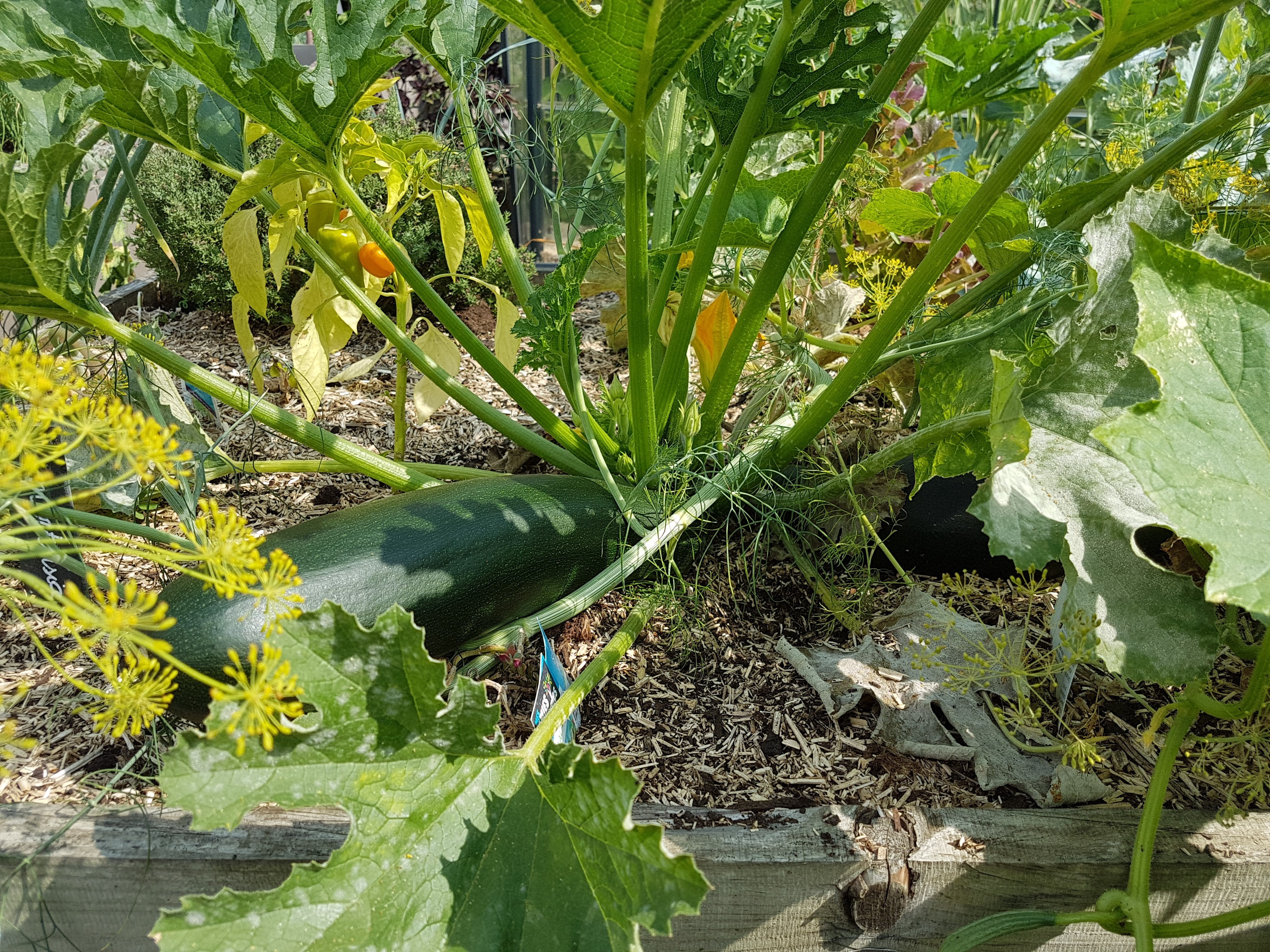 Fleurs de courgettes au BBQ