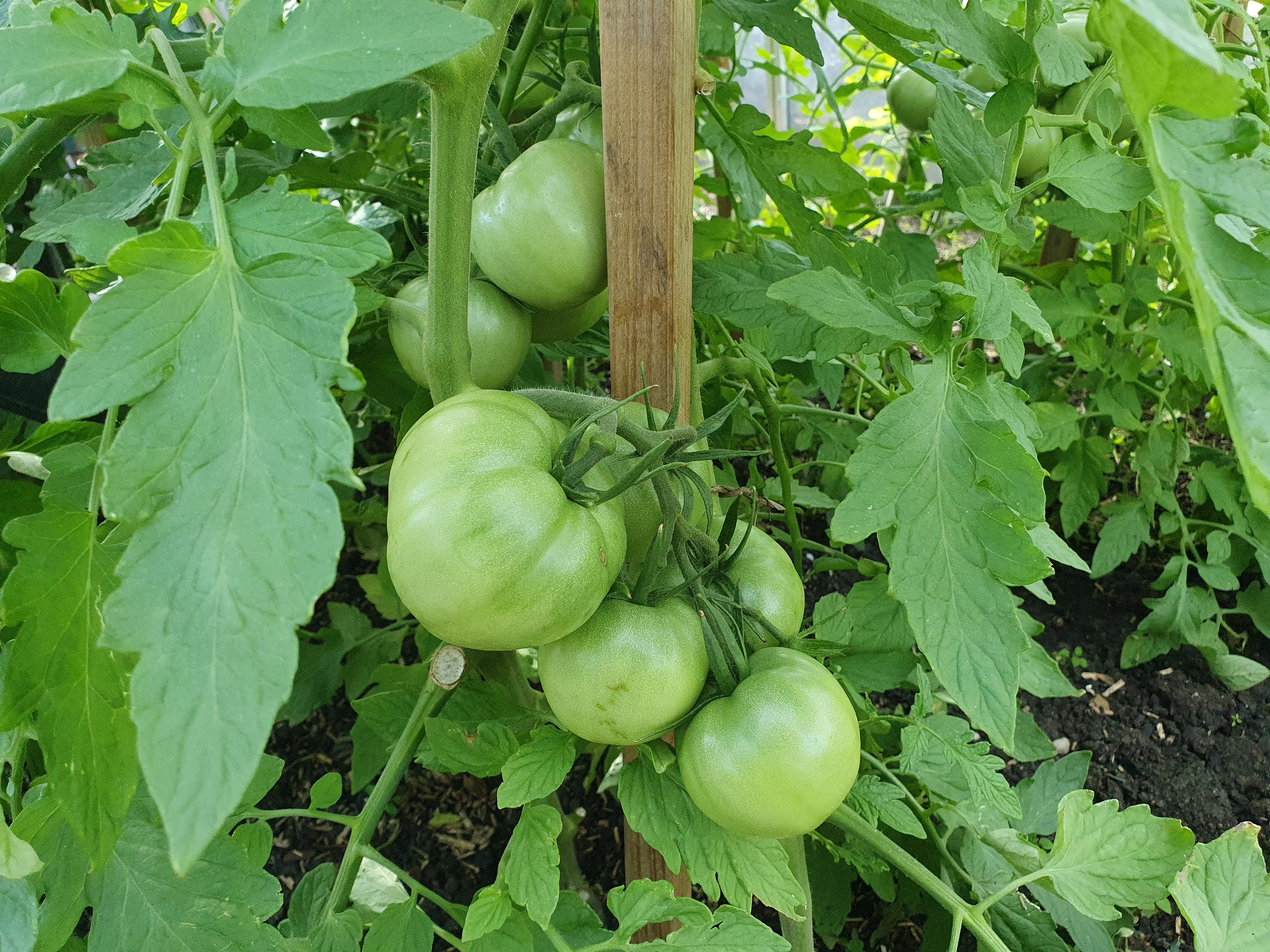 Elles sont encore vertes, les tomates ?