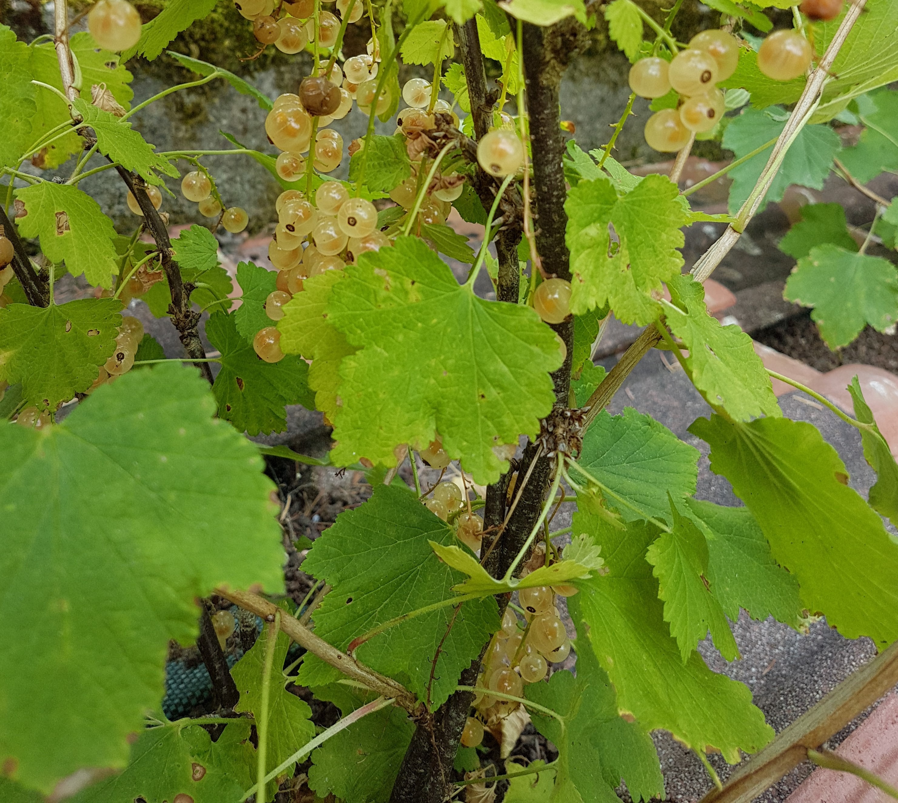 Planter des arbustes à baies