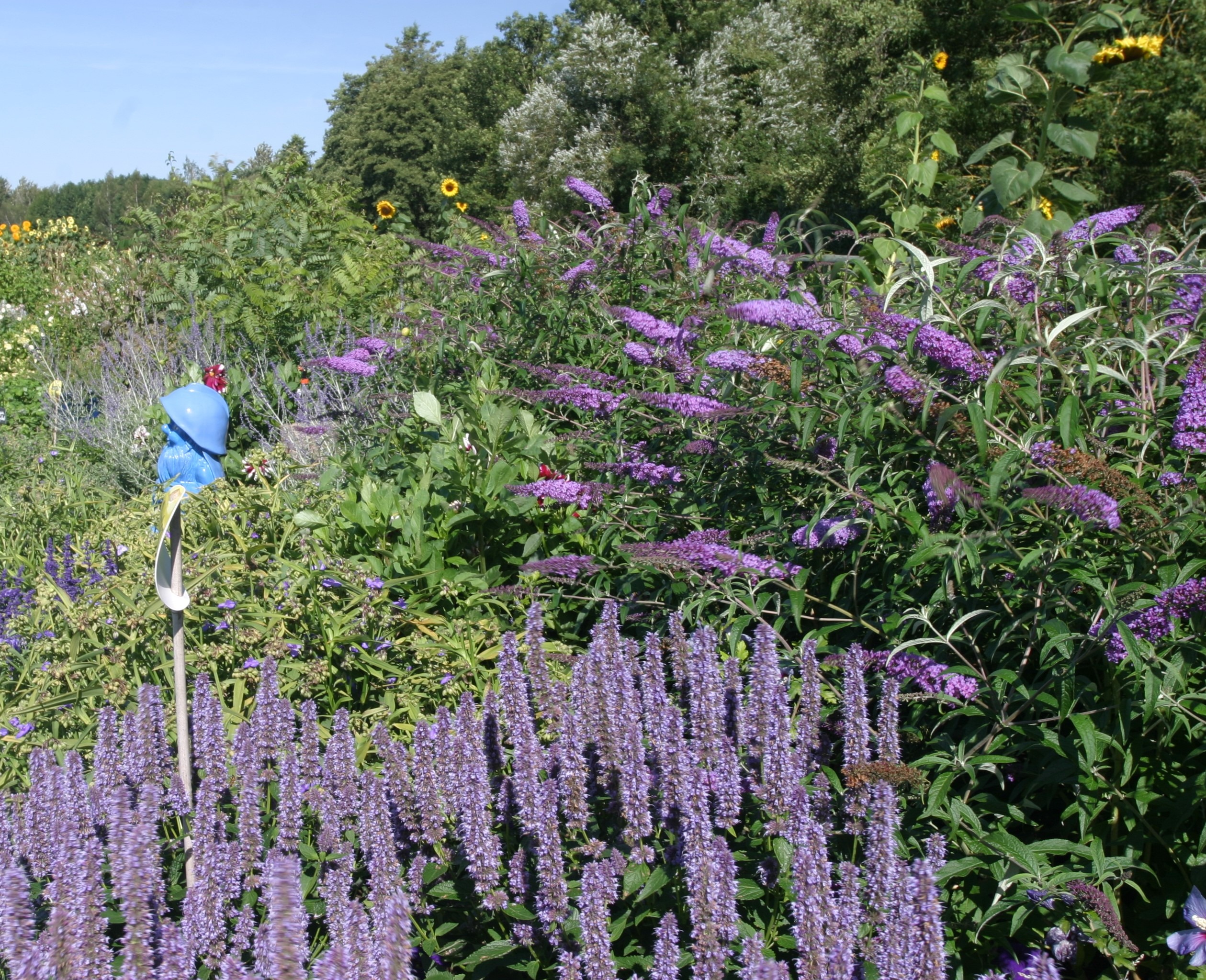 Quand tailler les arbustes à fleurs