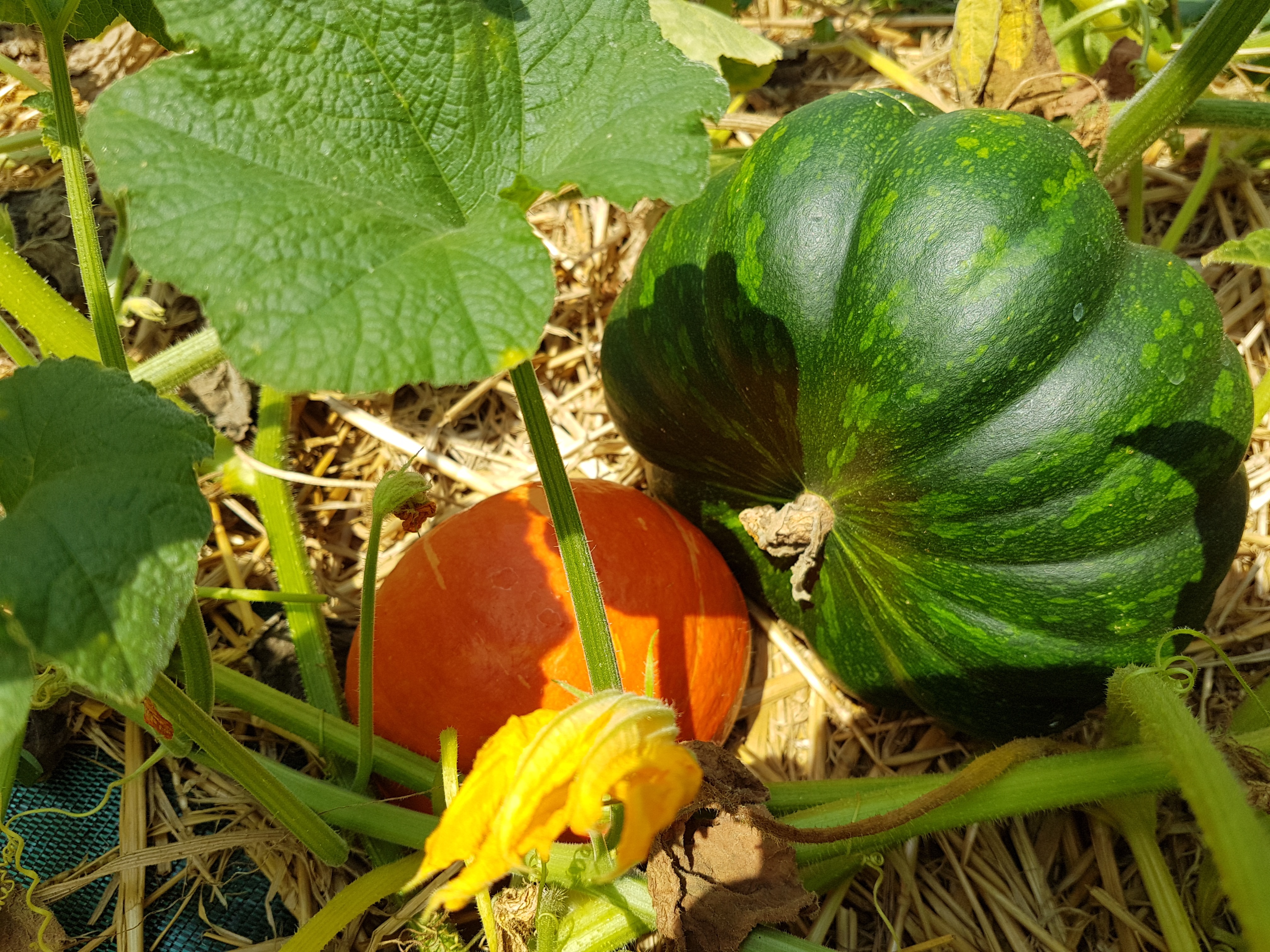 Récolte de courges