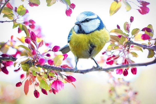 Nos oiseaux du ciel...