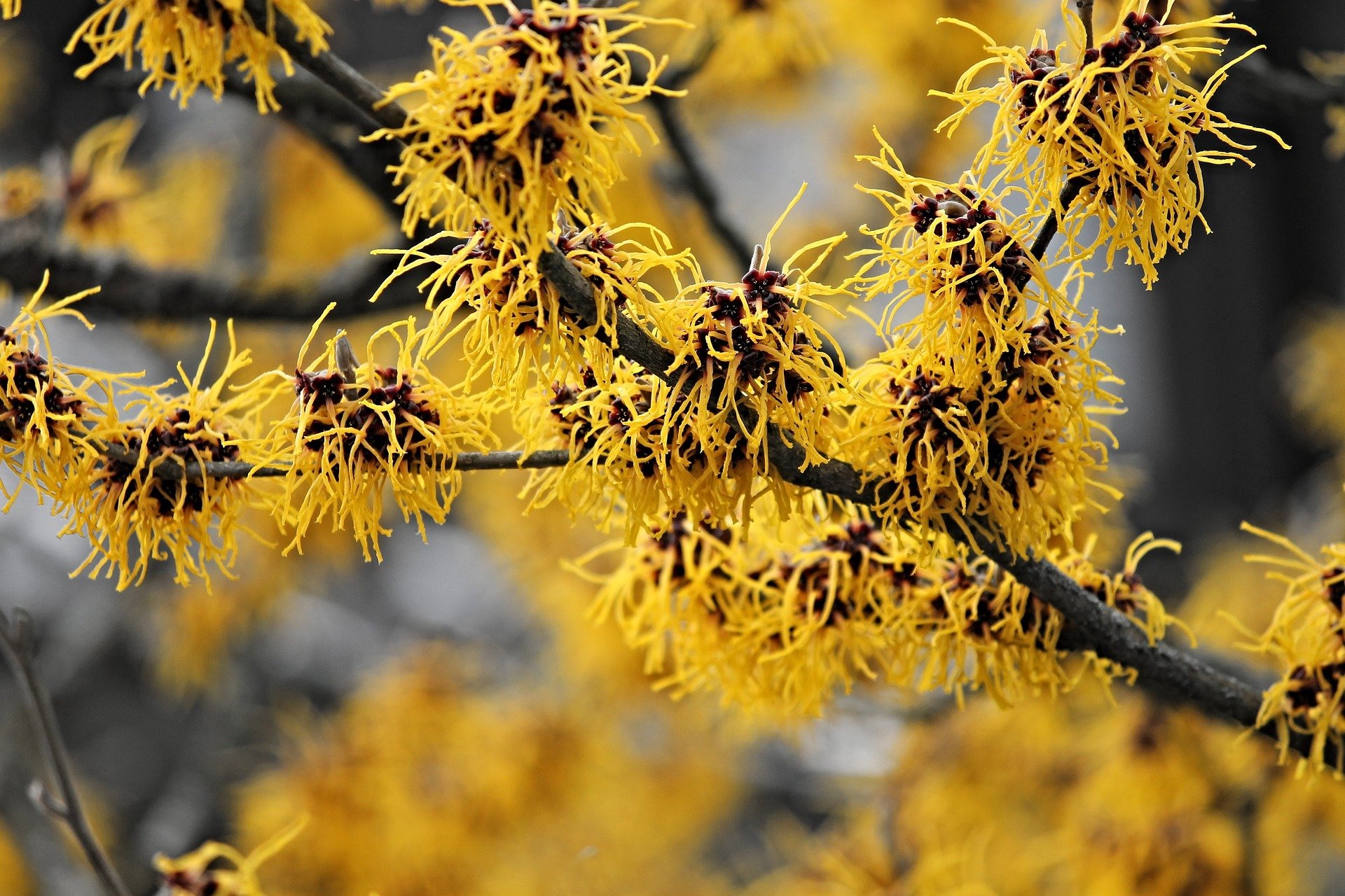 Le parfum des arbustes en hiver