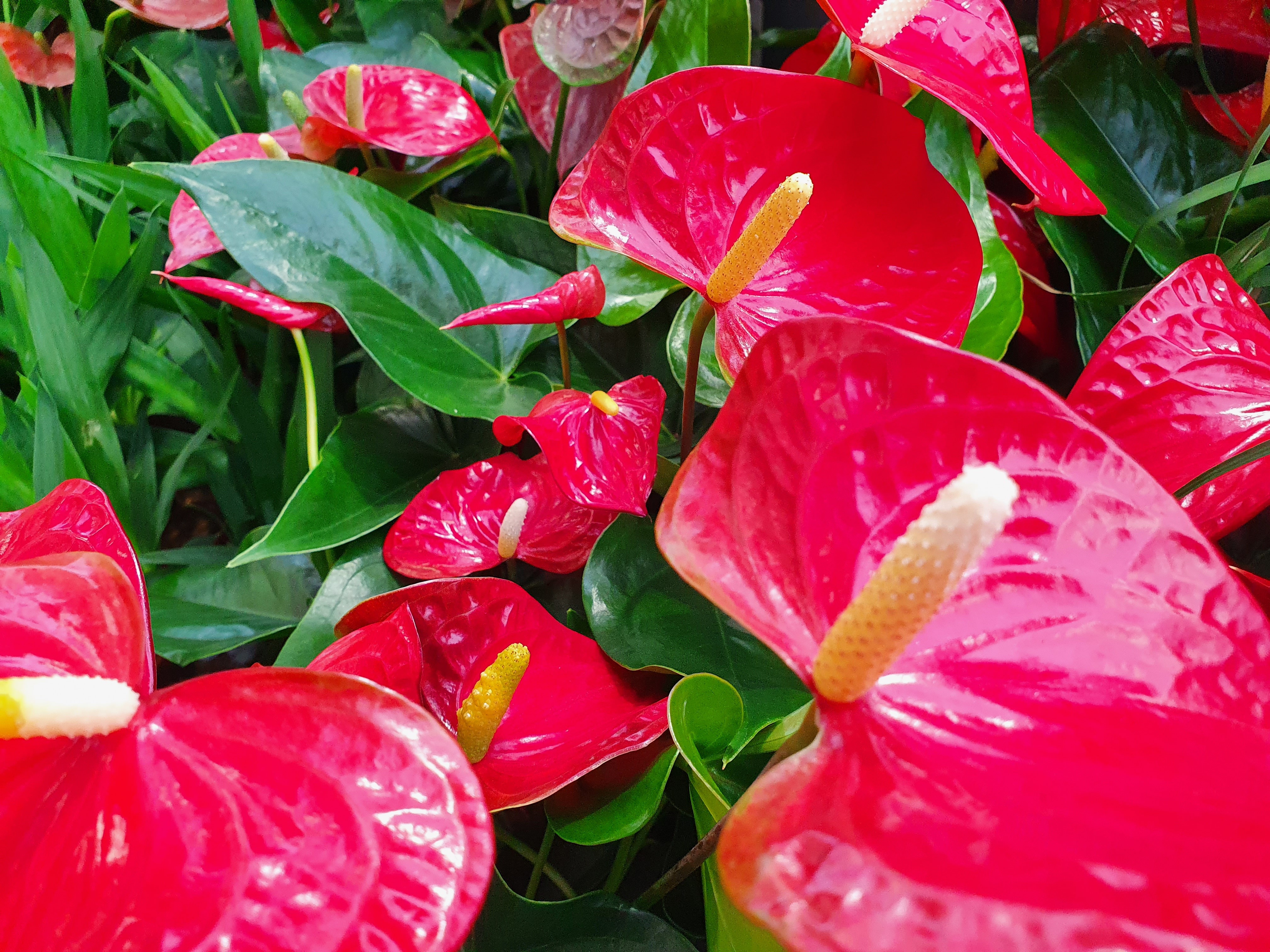 Mes belles plantes d'intérieur