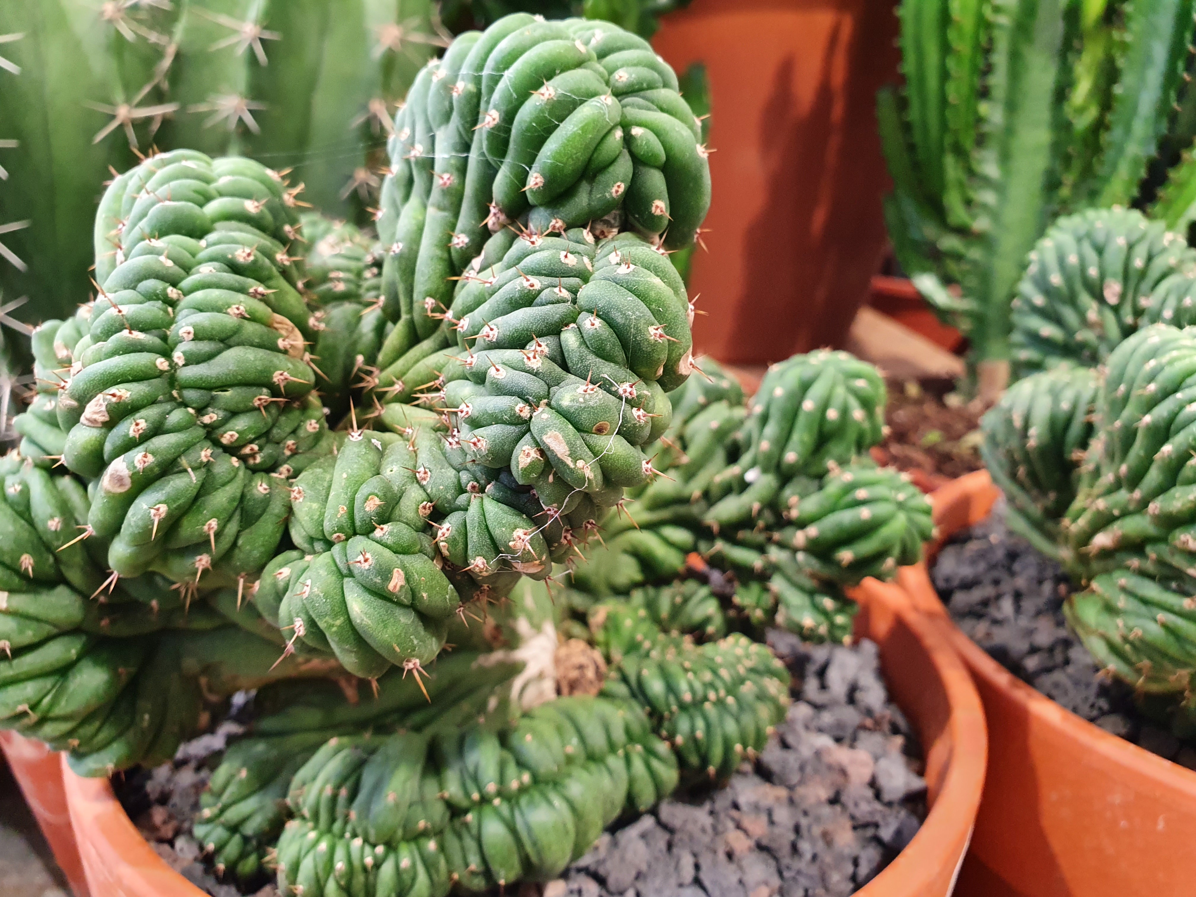 Envie de cactus en extérieur