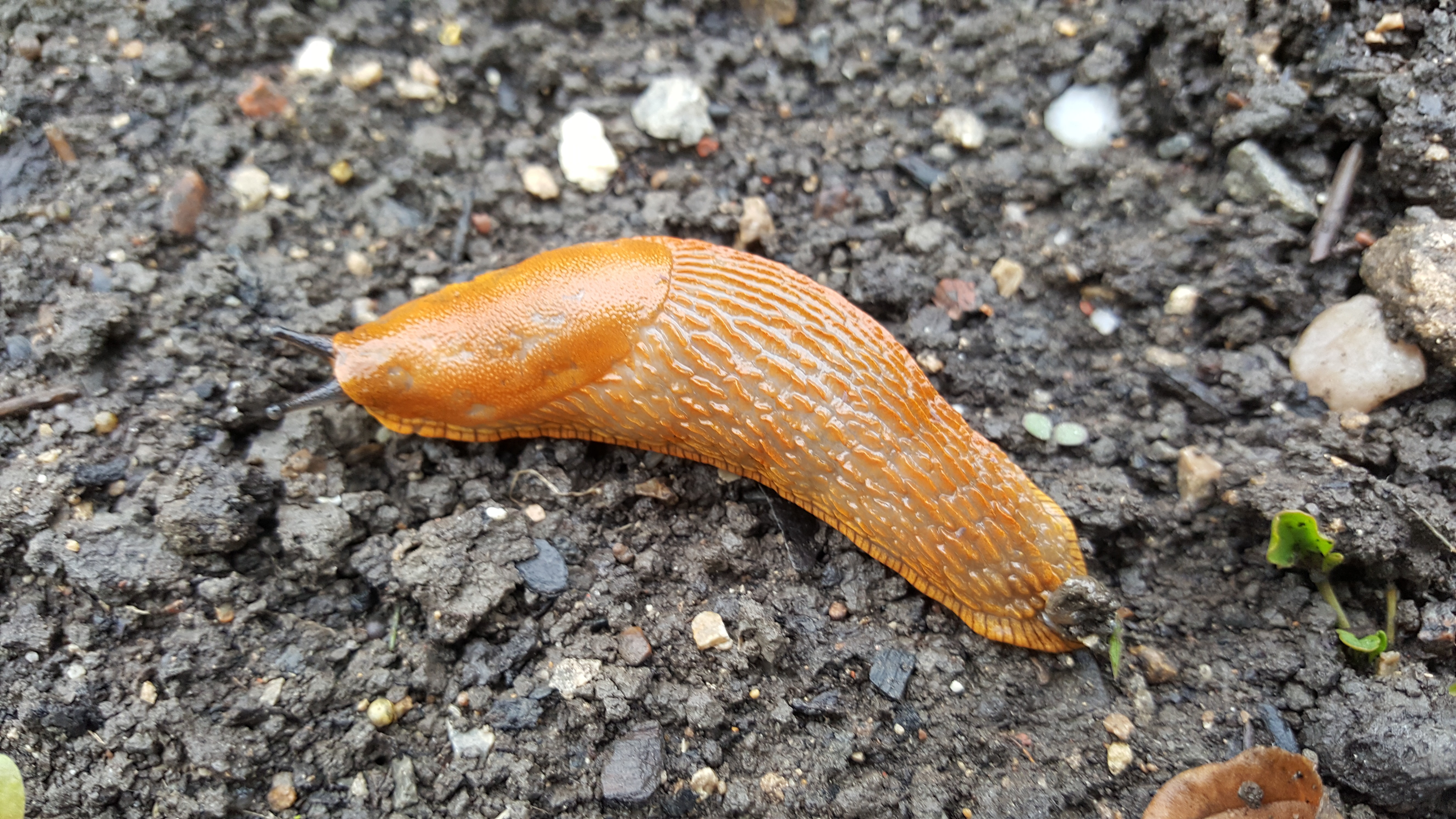 Moins de limaces au potager