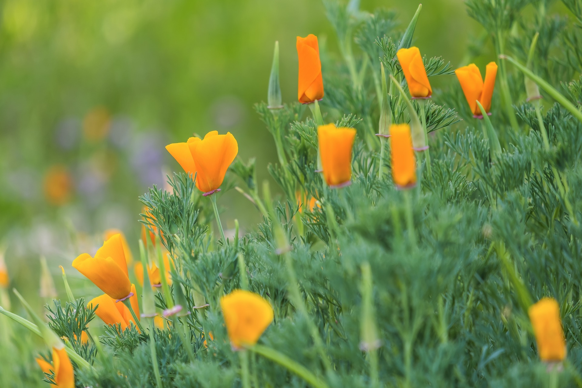 Envie de plantes peu demandeuses en eau