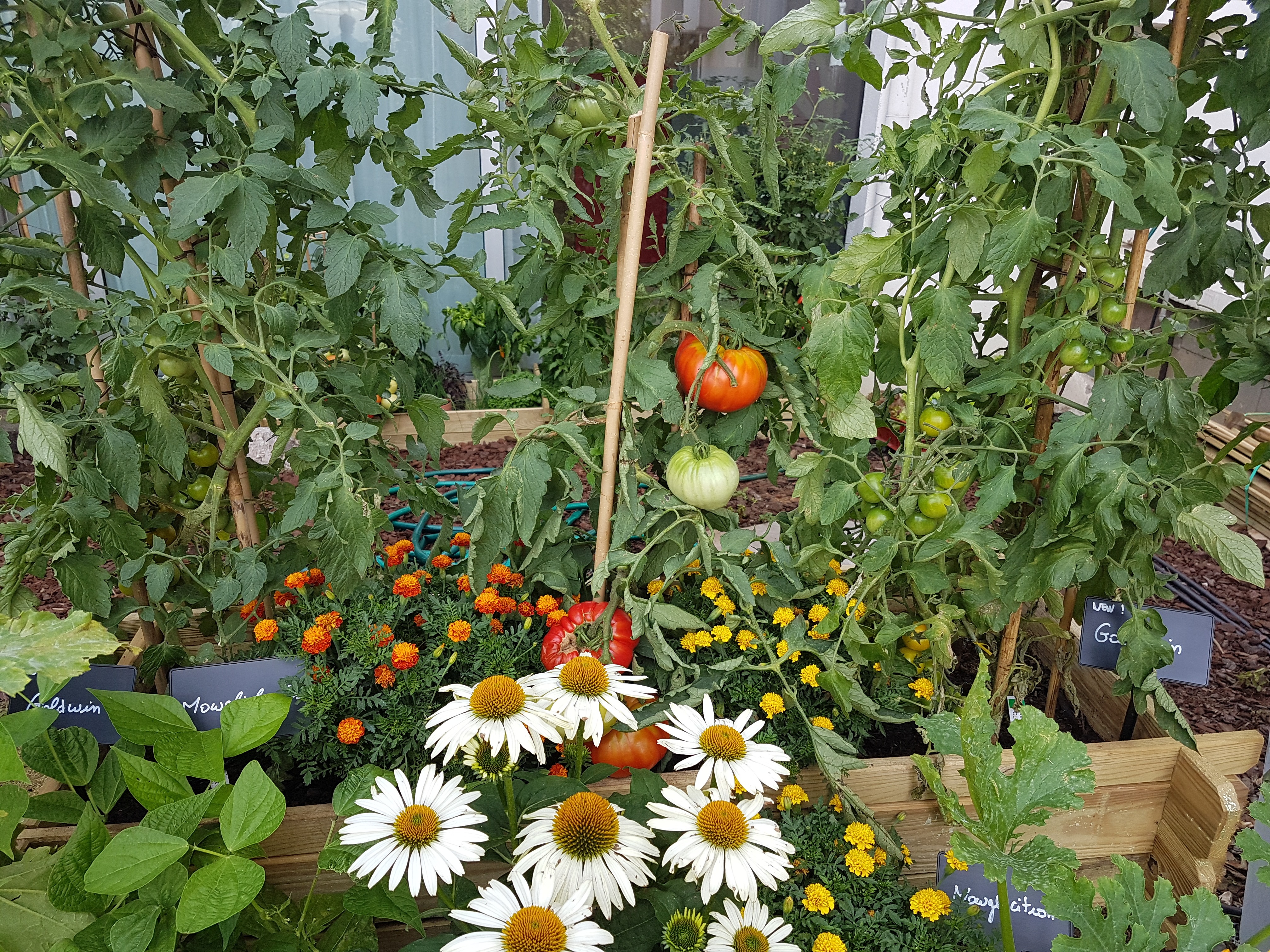 Envie de bien gérer les tomates