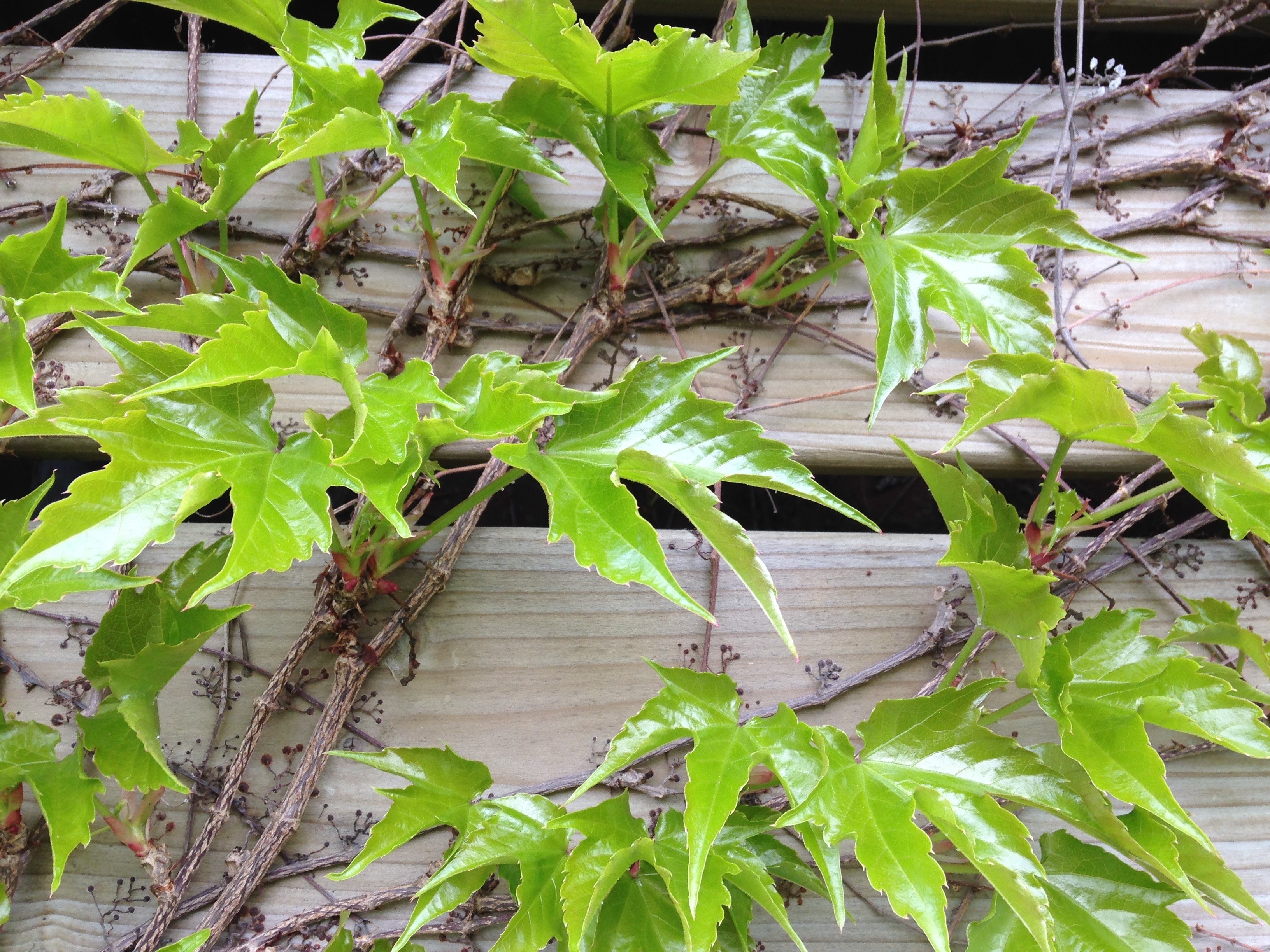 Envie de plantes qui grimpent