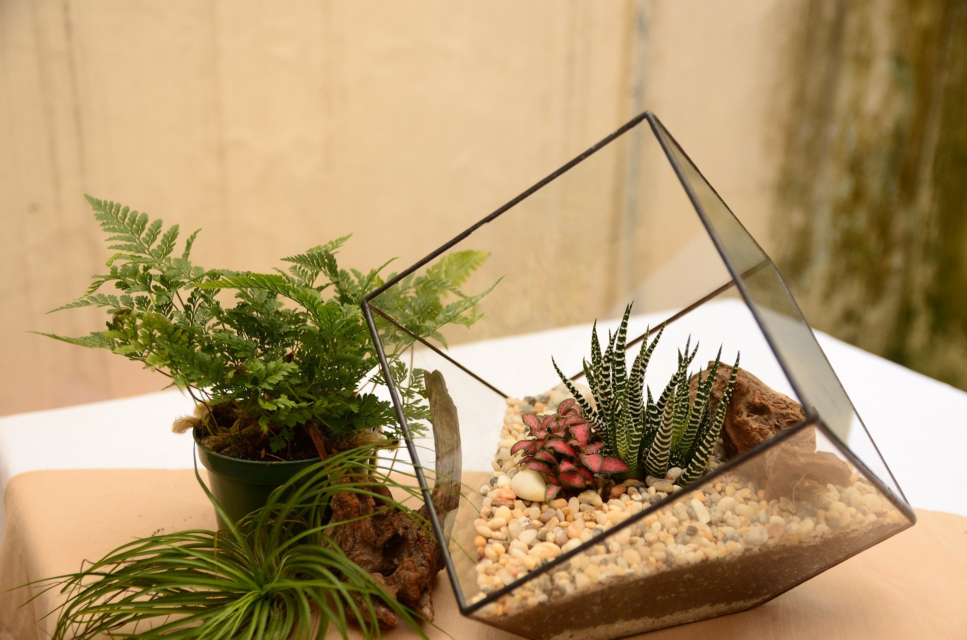 Envie d’un terrarium