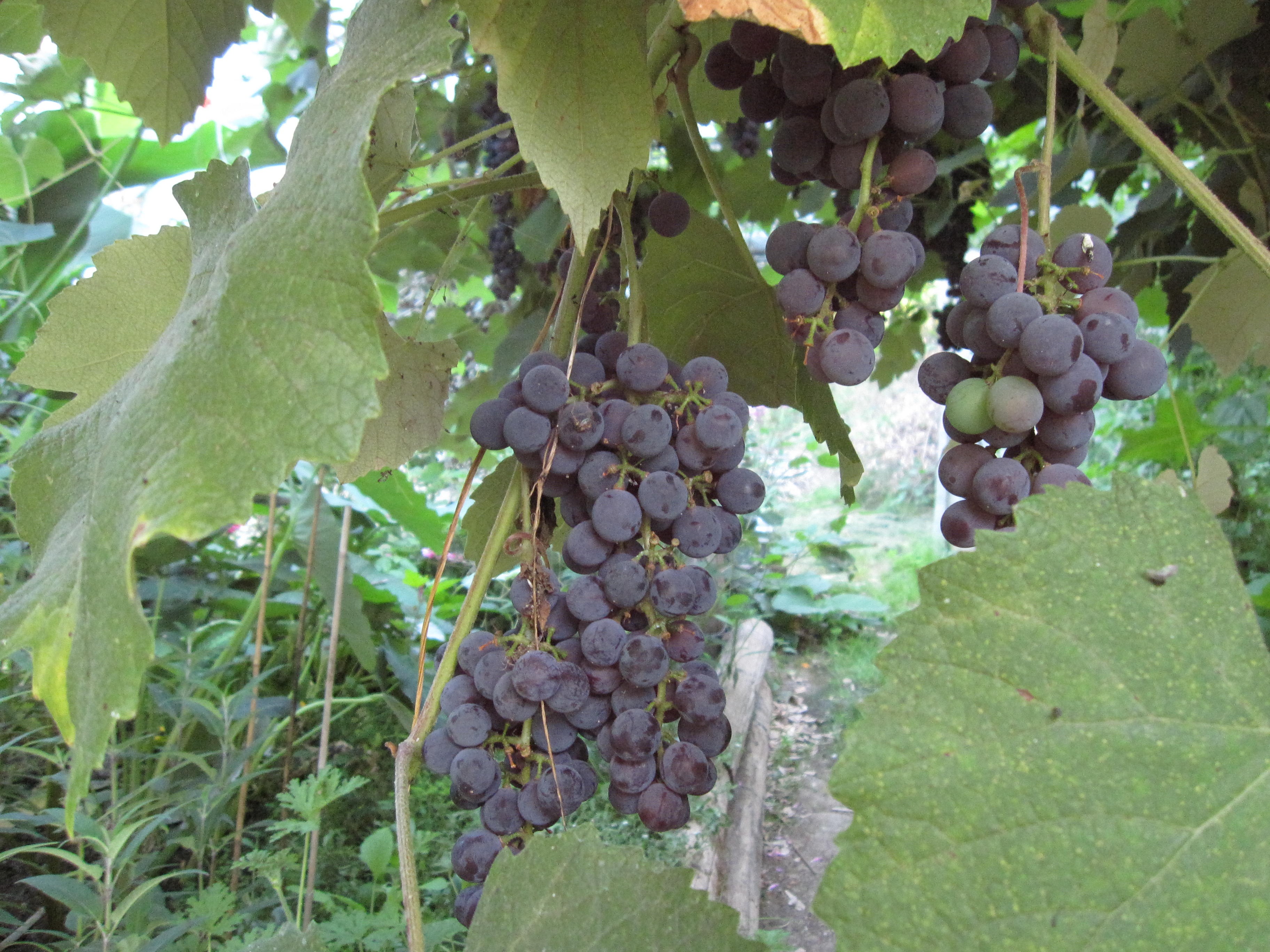 Envie de différents raisins