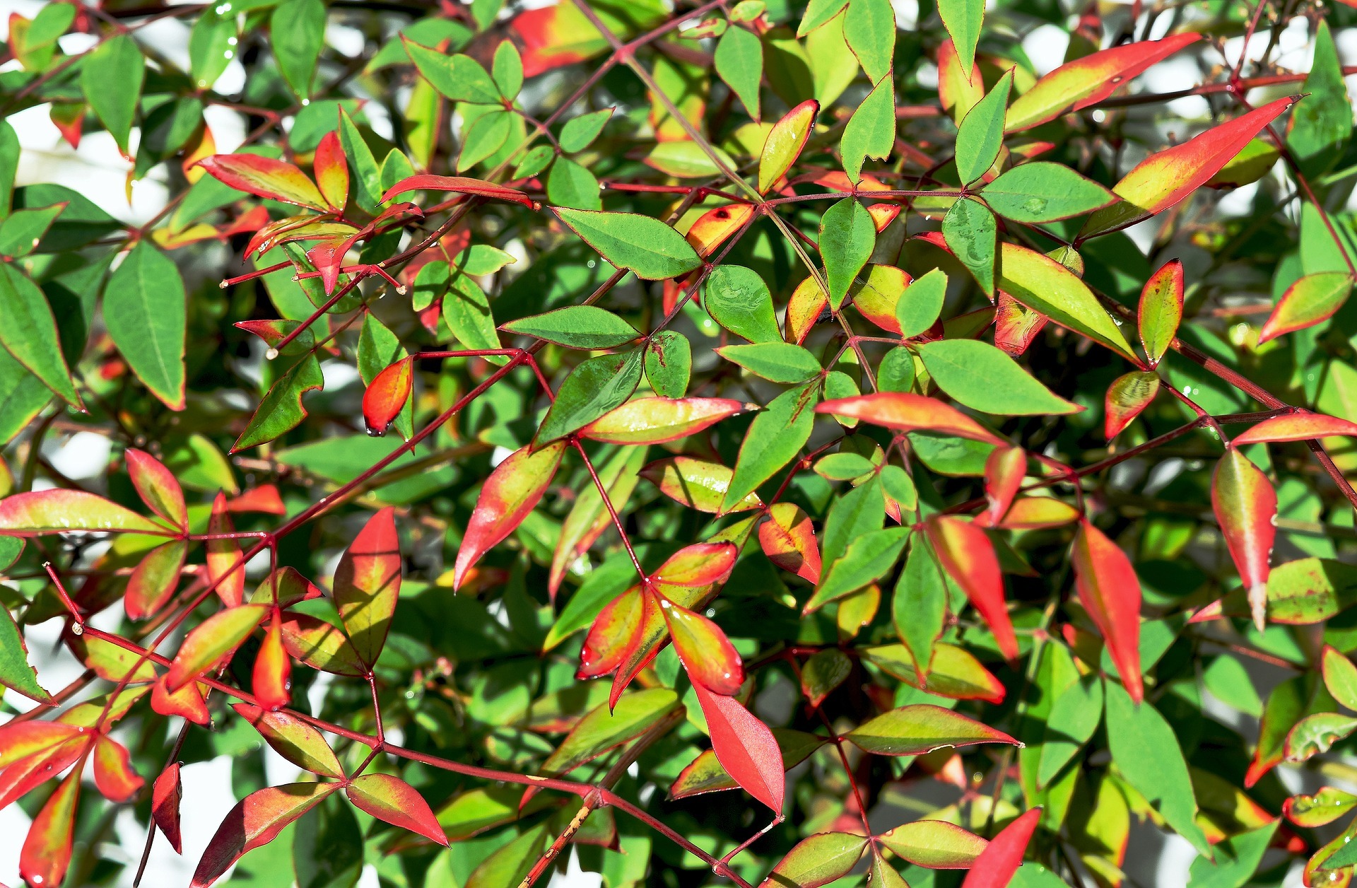 Envie d'un Bambou sacré, le Nandina