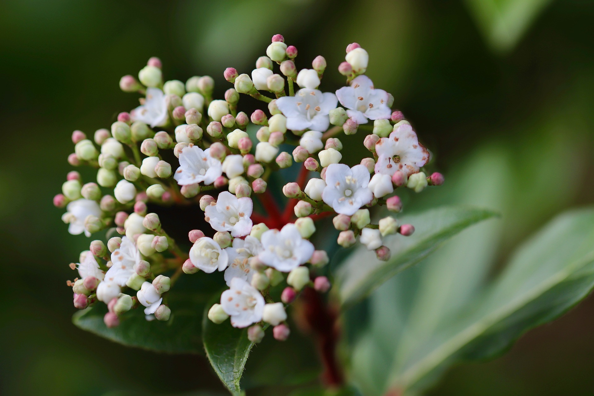 Envie d'un Viburnum tinus