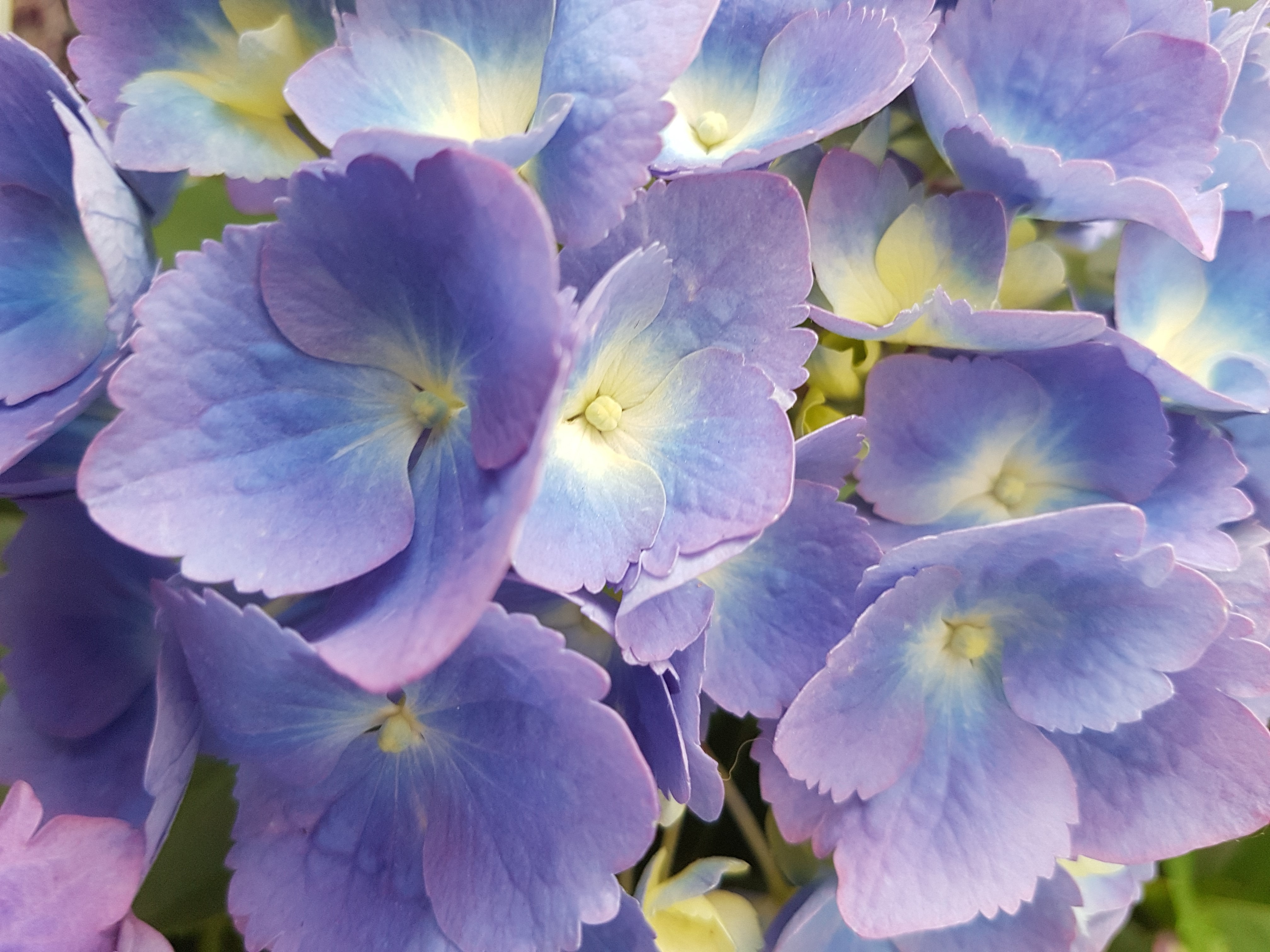 Comment bien tailler un hortensia