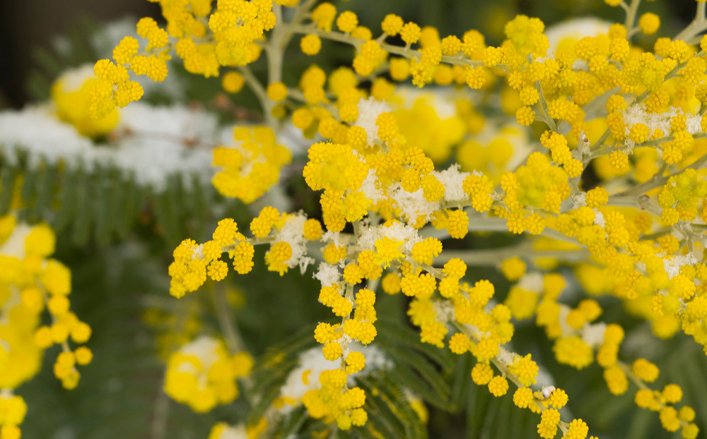 Le mimosa en recette