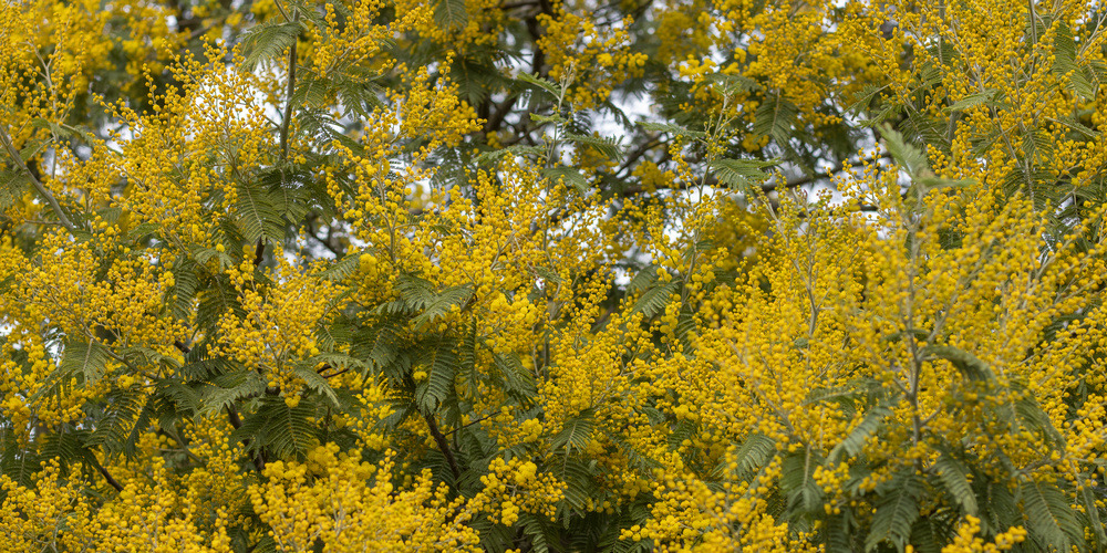 Les origines du mimosa et comment le reconnaitre